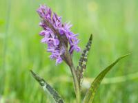 Knabenkraut Orchidee